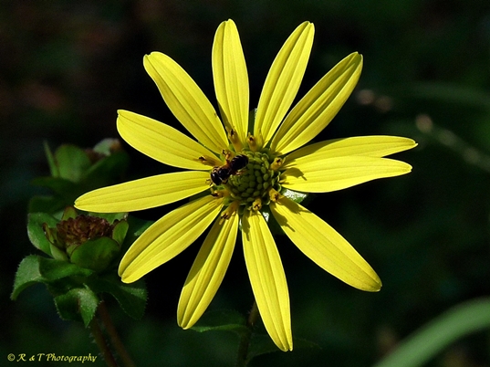 {Silphium dentatum}